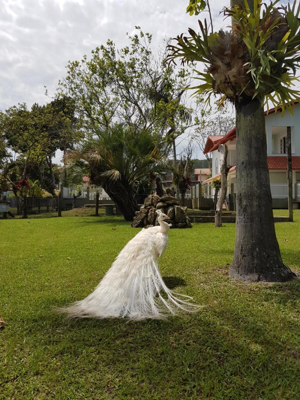 Pousada Pavao Branco Florianópolis Exterior foto
